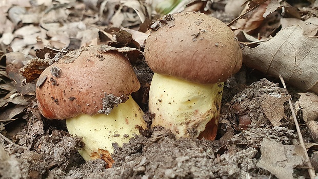 hríb príveskatý Butyriboletus appendiculatus (Schaeff. ex Fr.) Secr.