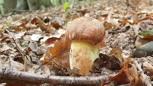 hríb príveskatý Butyriboletus appendiculatus (Schaeff. ex Fr.) Secr.