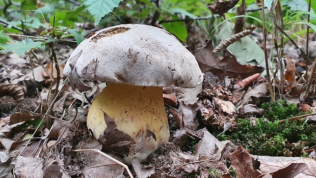 hríb striebristý Butyriboletus fechtneri (Velen.) D. Arora & J.L. Frank