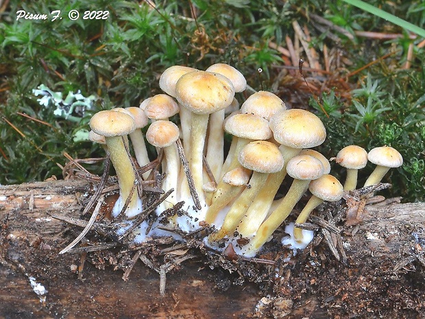 strapcovka zväzkovitá Hypholoma fasciculare (Huds.) P. Kumm.