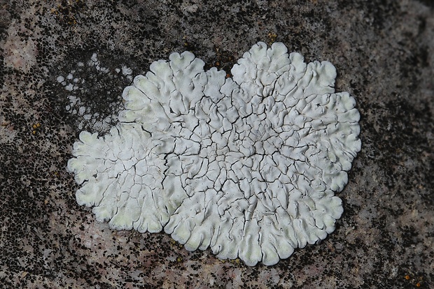 lekanora Lecanora sp.