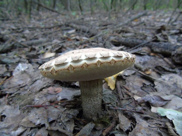 kozák topoľový Leccinum duriusculum (Schulzer ex Kalchbr.) Singer