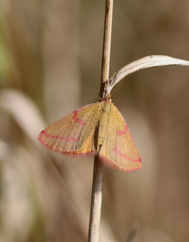 piadivka purpurová  Lythria purpuraria