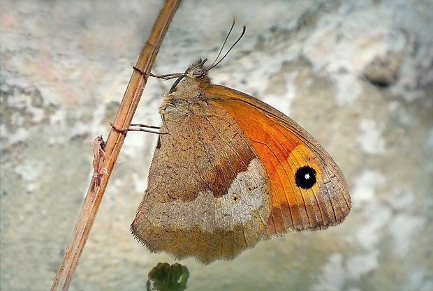 očkáň lúčny (sk) / okáč luční (cz) Maniola jurtina (Linnaeus, 1758)