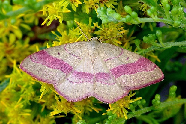 piadica prútnatcová (sk) / žlutokřídlec janovcový (cz) Rhodostrophia vibicaria (Clerck, 1759)