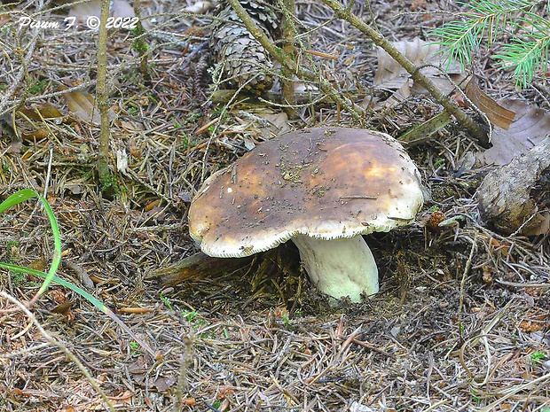 plávka lasičia Russula mustelina Fr.