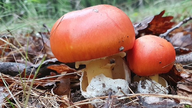 muchotrávka cisárska Amanita caesarea (Scop.) Pers.