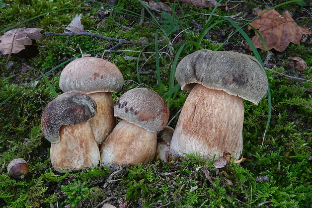 hríb bronzový Boletus aereus Bull. ex Fr.