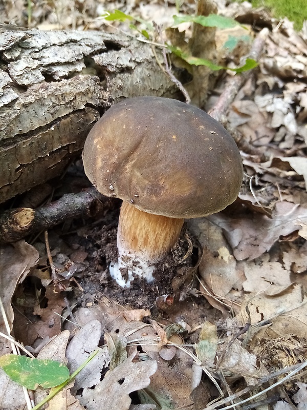 hríb bronzový Boletus aereus Bull. ex Fr.