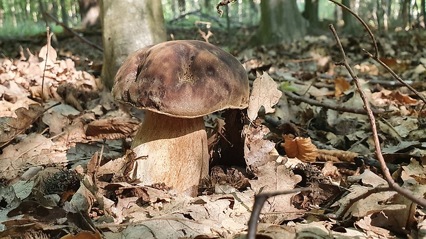 hríb bronzový Boletus aereus Bull. ex Fr.