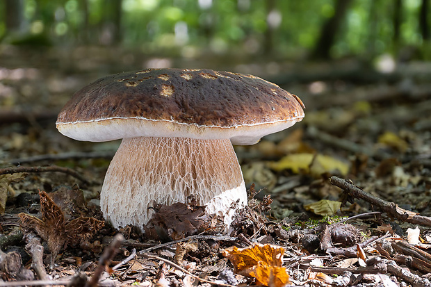 hríb smrekový Boletus edulis Bull.