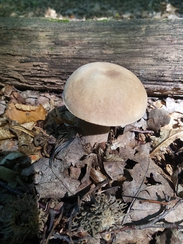 hríb dubový Boletus reticulatus Schaeff.