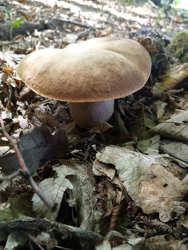 hríb dubový Boletus reticulatus Schaeff.