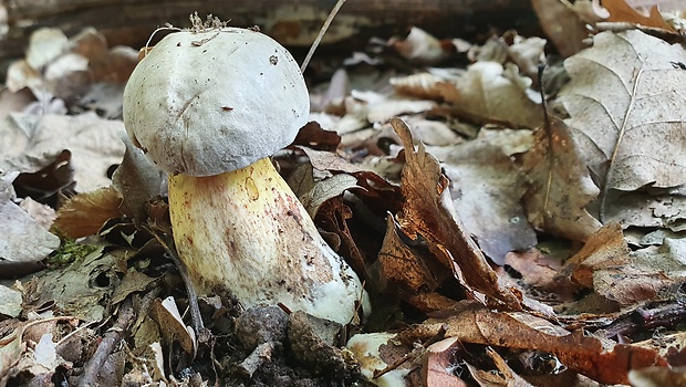 hríb striebristý Butyriboletus fechtneri (Velen.) D. Arora & J.L. Frank