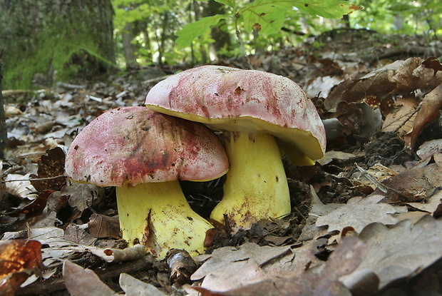 hríb kráľovský Butyriboletus regius (Krombh.) D. Arora & J.L. Frank