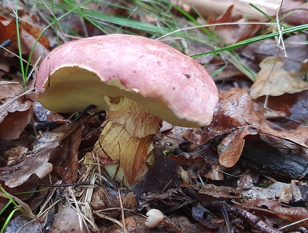 hríb kráľovský Butyriboletus regius (Krombh.) D. Arora & J.L. Frank