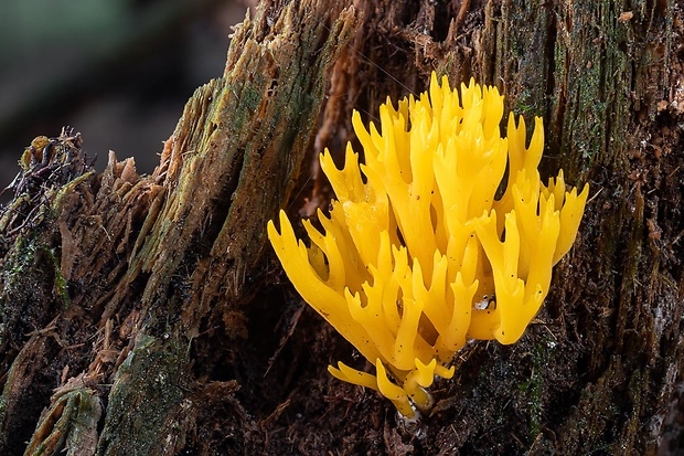 parôžkovec lepkavý Calocera viscosa (Pers.) Fr.