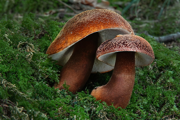 hríbnik gaštanovohnedý Gyroporus castaneus (Bull.) Quél.