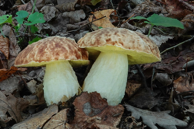 hríb jamkatý Hemileccinum depilatum (Redeuilh) Šutara