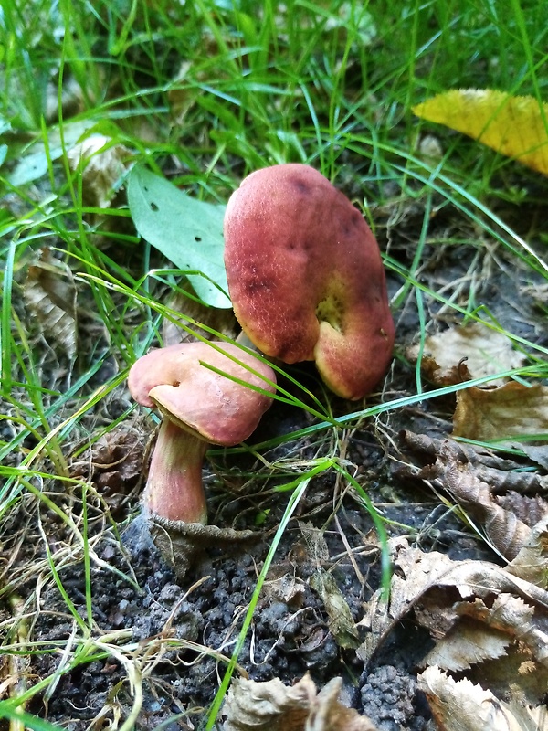 suchohríb karmínový Hortiboletus rubellus (Krombh.) Simonini, Vizzini & Gelardi