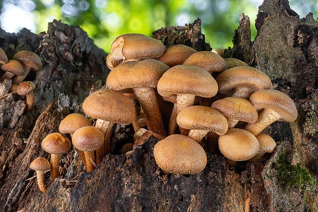 šupinačka menlivá Kuehneromyces mutabilis (Schaeff.) Singer & A.H. Sm.