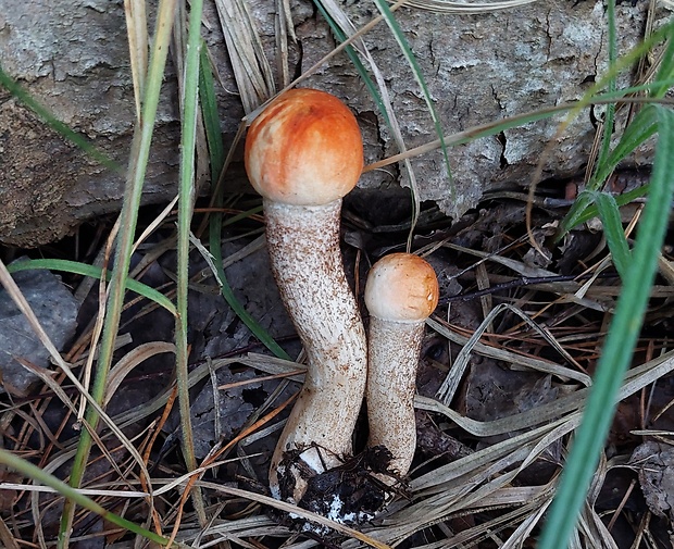 kozák žltooranžový Leccinum versipelle (Fr. & Hök) Snell