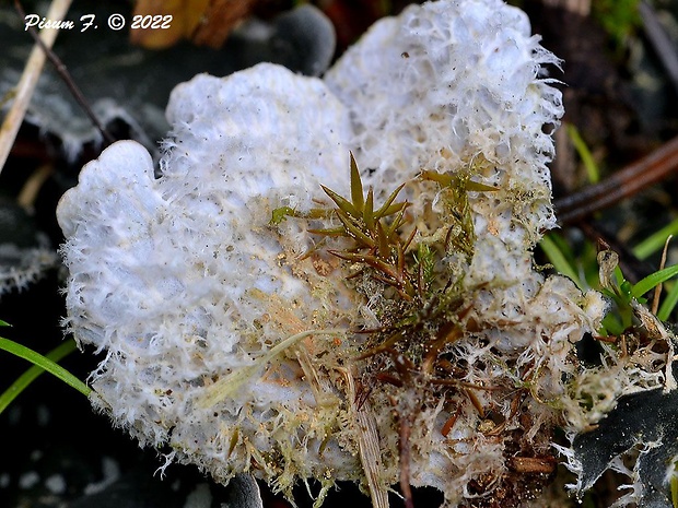 štítnatec drobný Peltigera didactyla (With.) J.R. Laundon