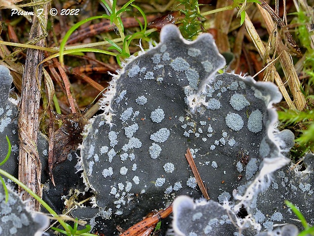 štítnatec drobný Peltigera didactyla (With.) J.R. Laundon