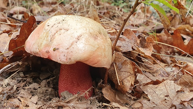 hríb purpurový Rubroboletus rhodoxanthus Kuan Zhao &amp; Zhu L. Yang