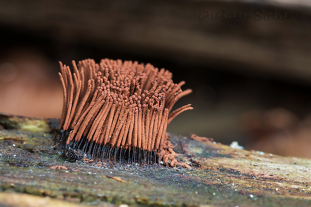 pazderka Stemonitis sp.