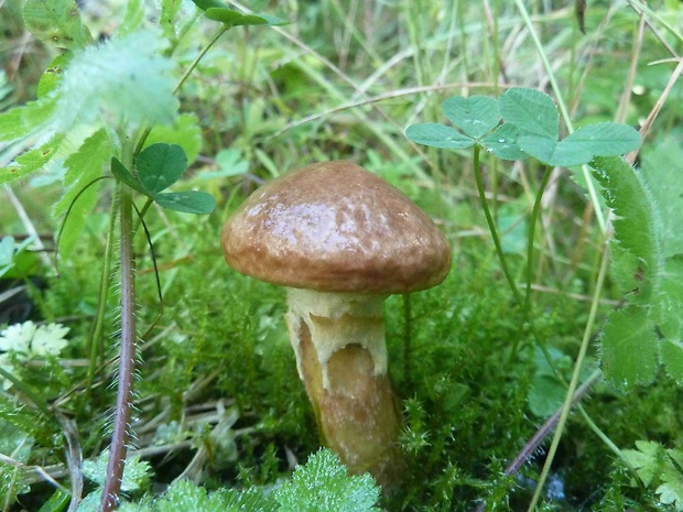 masliak lepkavý Suillus viscidus (L.) Roussel