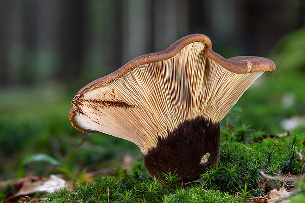 čechračka tmavohlúbiková Tapinella atrotomentosa (Batsch) Šutara