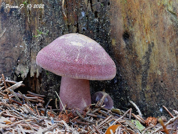 čírovec červenožltý Tricholomopsis rutilans (Schaeff.) Singer