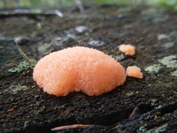 jahodník sasankovitý Tubifera ferruginosa (Batsch) J.F. Gmel.