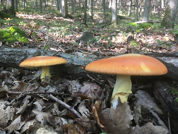 muchotrávka cisárska Amanita caesarea (Scop.) Pers.