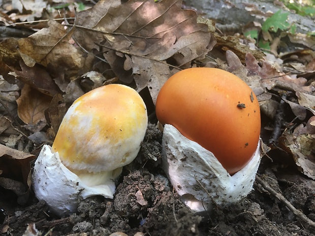 muchotrávka cisárska Amanita caesarea (Scop.) Pers.