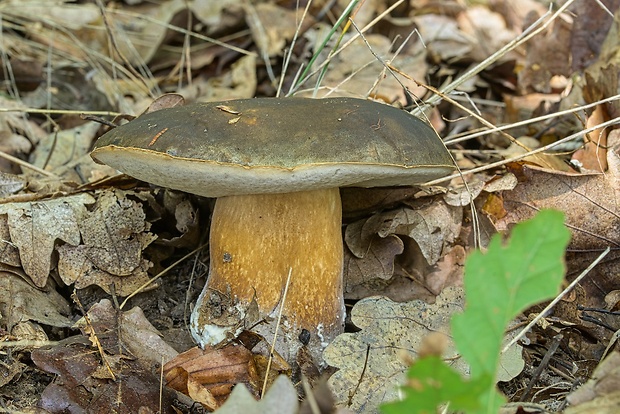 hríb bronzový Boletus aereus Bull. ex Fr.