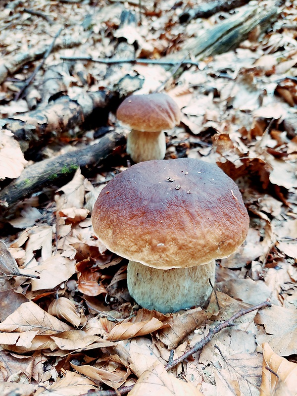 hríb smrekový Boletus edulis Bull.