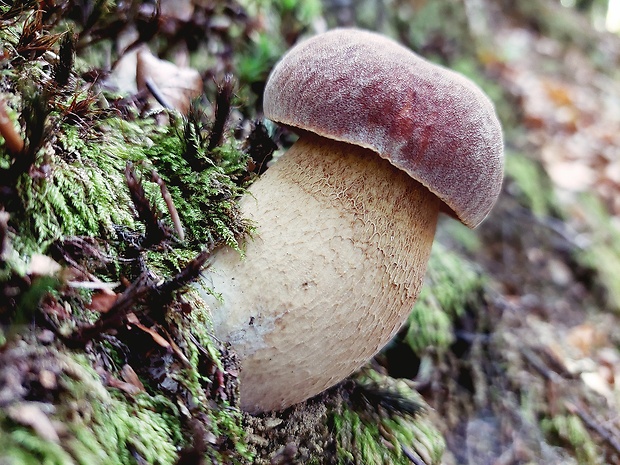 hríb dubový Boletus reticulatus Schaeff.