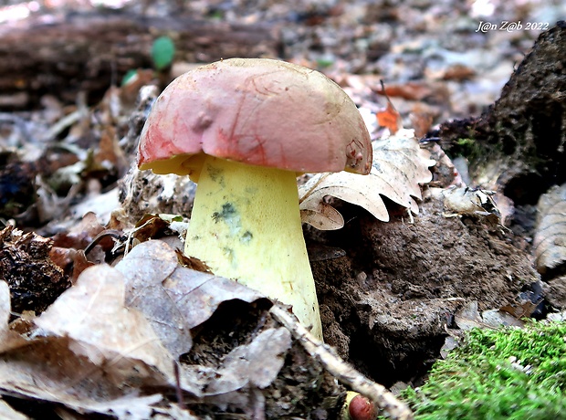 hríb nádherný Butyriboletus fuscoroseus (Smotl.) Vizzini & Gelardi