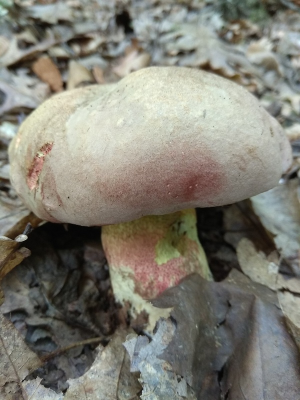 hríb nádherný Butyriboletus fuscoroseus (Smotl.) Vizzini & Gelardi