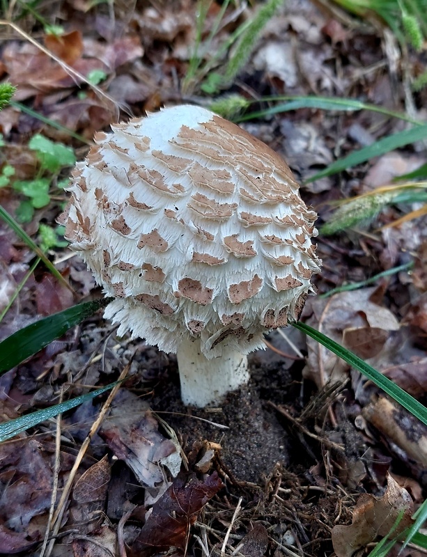 bedľa červenejúca záhradná Chlorophyllum brunneum (Farl. & Burt) Vellinga