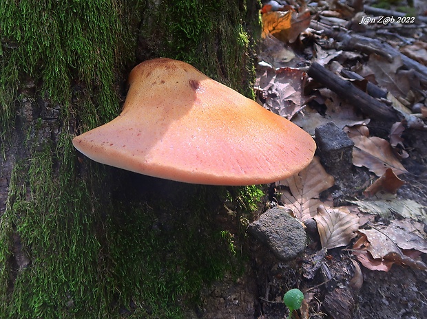 pečeňovec dubový Fistulina hepatica (Schaeff.) With.