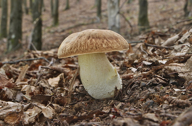 hríb jamkatý Hemileccinum depilatum (Redeuilh) Šutara