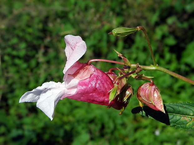 netýkavka žliazkatá Impatiens glandulifera Royle