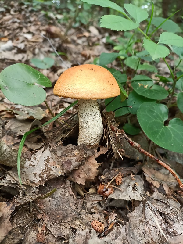 kozák osikový Leccinum albostipitatum den Bakker & Noordel.