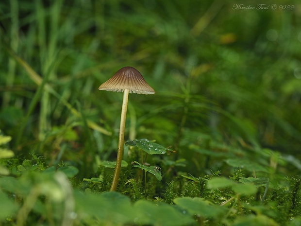 prilbička zelenoobrúbená Mycena viridimarginata P. Karst.