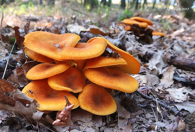 kališník hnedooranžový Omphalotus olearius (DC.) Singer