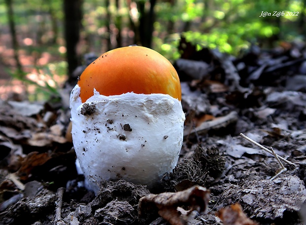 muchotrávka cisárska Amanita caesarea (Scop.) Pers.