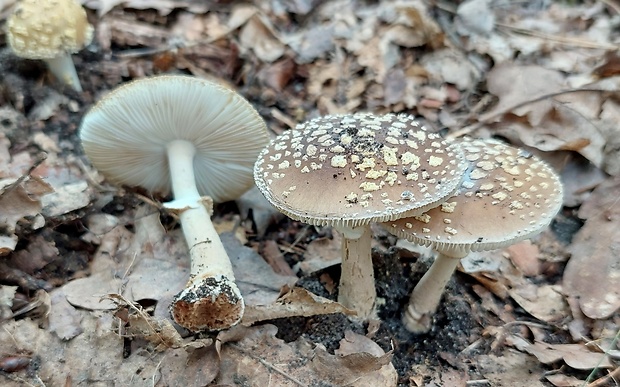 muchotrávka olivovohnedastá Amanita franchetii (Boud.) Fayod